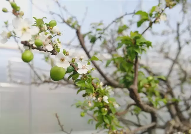 Mersin'in İlk Erik Hasadı Gerçekleştirildi