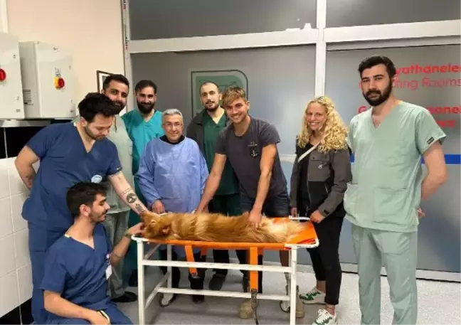 Azı dişi kırılan köpeğe kanal tedavisi ve dolgu yapıldı