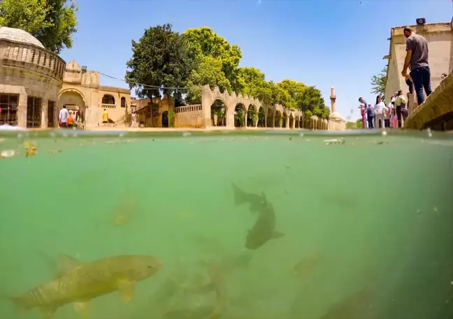 Şanlıurfa'daki Tarihi Balıklıgöl, Turistlerin Gözdesi