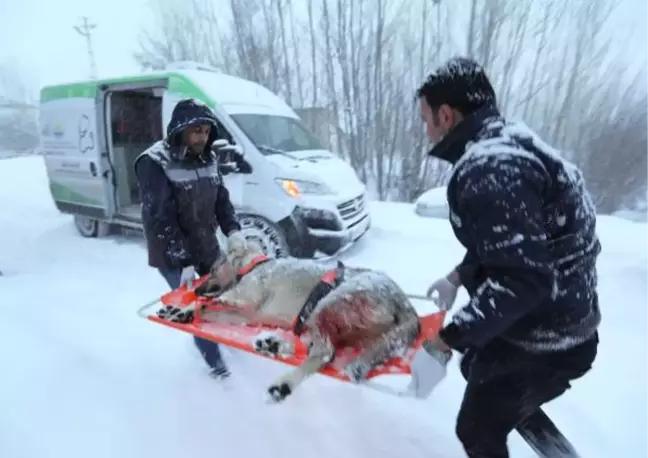 Yoğun Tipi ve Karda, Yaralı Köpeği Kurtarma Seferberliği