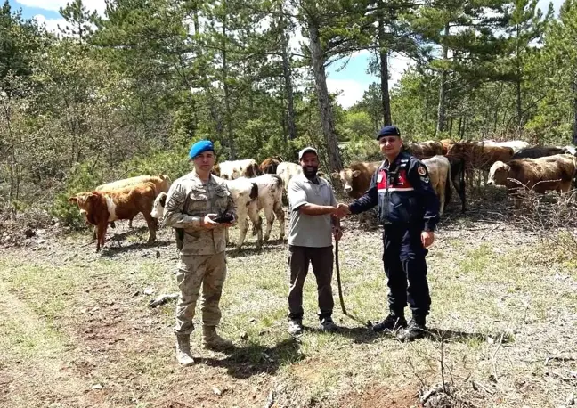 Kütahya'da Kaybolan 19 Büyükbaş Hayvan Dron ile Bulundu