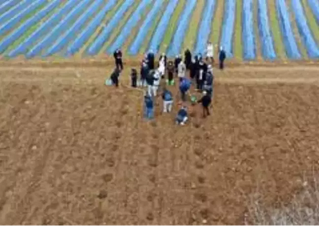 Bilecikli çiftinin yeni geçim kaynağı ahududu ve böğürtlen olacak