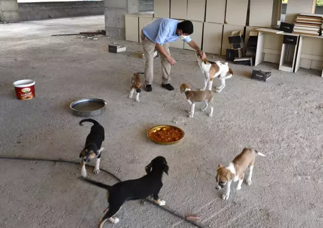 Son dakika haber | GAZİANTEP - Kastamonu'daki selden kurtarılan 12 yavru köpeği sahiplendirilmek üzere Gaziantep'e götürdü