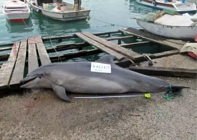İstanbul Boğazı'nda Av Tüfeği ile Yunusu Katlettiler