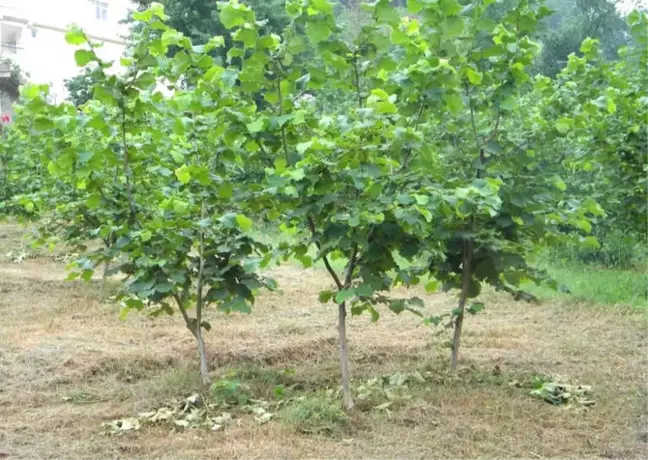 Fındıkta 'Standart Fidan' Arayışları