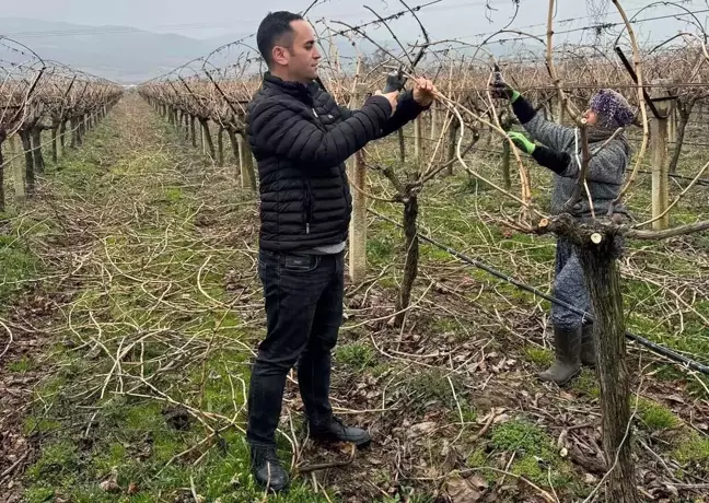 Sarıgöl Üzüm Üreticileri Aile İçi Budama ile Maliyetleri Düşürüyor