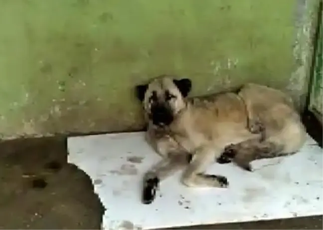 Bakımsız köpeklerin görüntüsü sosyal medyada çıkınca harekete geçildi