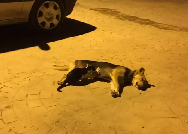 Sahipsiz Köpek, Kedi Yavrularını Emziriyor