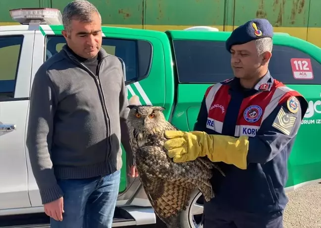 Malatya'da yaralı halde bulunan kulaklı orman baykuşu koruma altına alındı