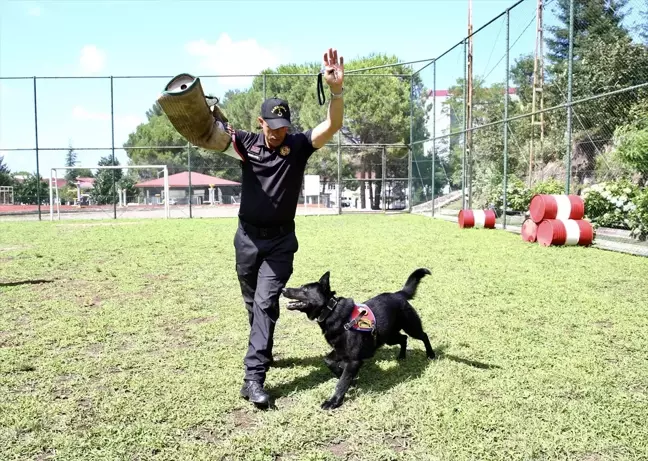 Giresun'da Dedektör Köpeklerin Eğitimine Devam Ediliyor