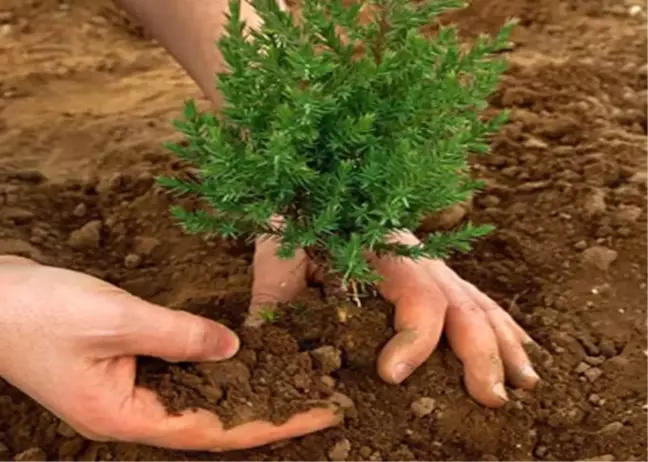 Kaı Vakfı Üyeleri Körfez İlçesine Ağaç Dikecek