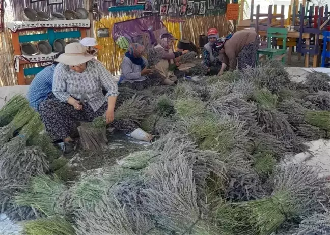 Aydın haberi! Kuyucak köyünde lavanta hasadı başladı