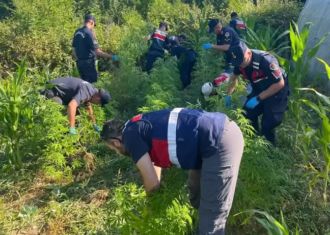 Bartın'da Uyuşturucu Operasyonu: 1 Şüpheli Yakalandı, 300 Kök Kenevir Ele Geçirildi