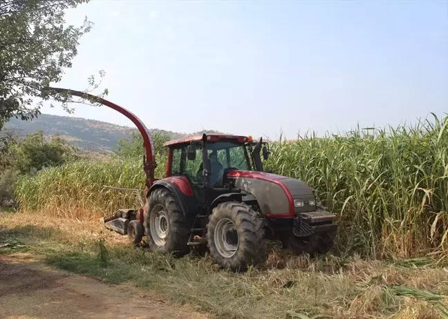 Ödemiş'te şeker sorgumu hasadı etkinliği düzenlendi