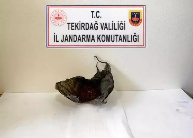 Tekirdağ'da Jandarma Operasyonu: Bonzai Ele Geçirildi