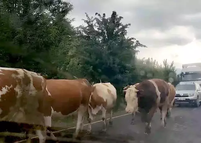 Ardahan'da Trafik Kazası: Otomobil Büyükbaş Hayvan Sürüsüne Çarptı