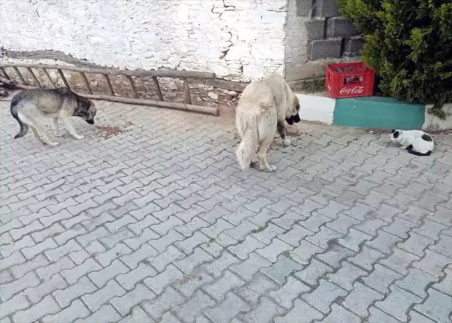 Beydağ'da hayvanlar için mama bırakıldı