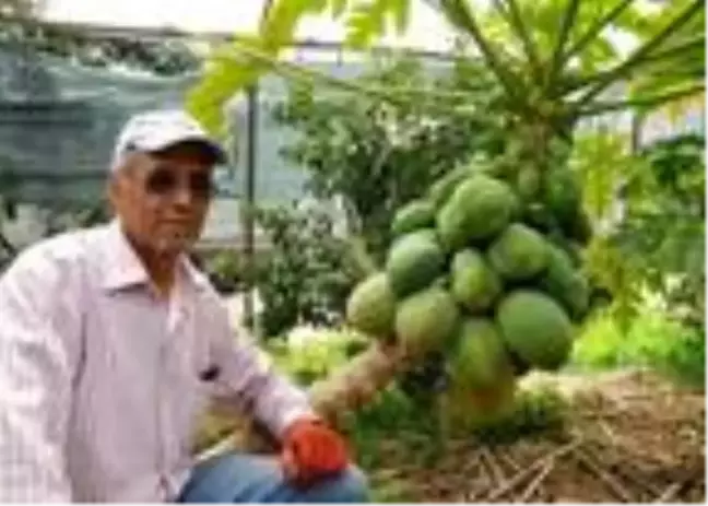 Antalyalı çiftçi geçimini 20 papaya ağacından karşılıyor