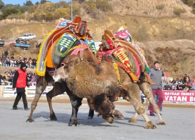 Demre'de Deve Güreşleri Festivali