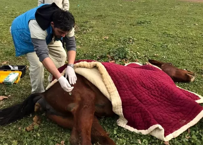 Aç bırakıp ölüme terk ettiler, yaralı halde bulundu