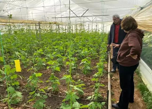 Gazipaşa'da Fasulye Üreticilerine Teknik Destek