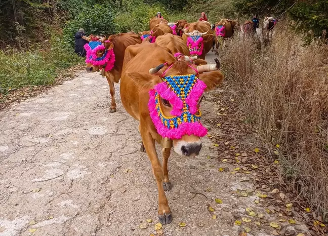 Yayla Göçü Gelenekleri Yaşatılıyor