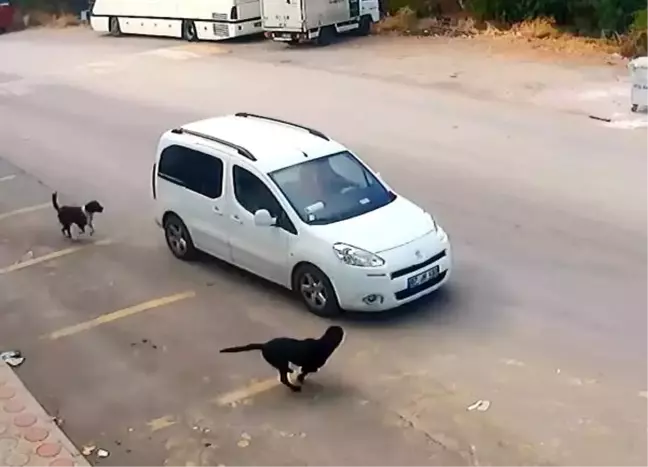 Köpeği Ezen Sürücünün Ehliyetine El Konulsun' Talebi