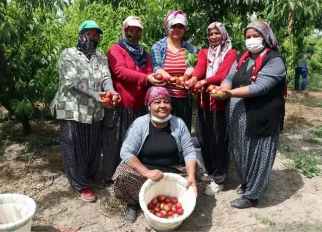 Kısıtlamada 'erkenci nektarin' hasadı sürüyor