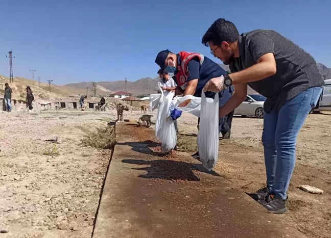 Bayram tatilinde sokak hayvanları unutulmadı