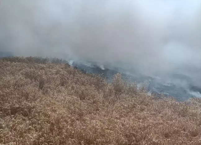 Enez'de çıkan yangında 20 dekarlık buğday yandı