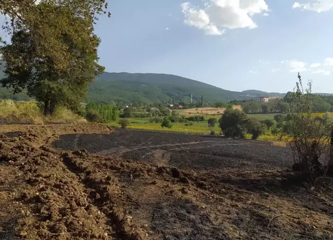 Samsun'da Anız Yangınında 20 Dönüm Ekili Alan Zarar Gördü