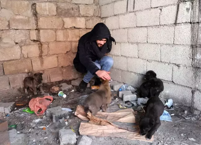 Ağrı'da Sokağa Bırakılmış Yavru Köpeklere Sahip Çıktı