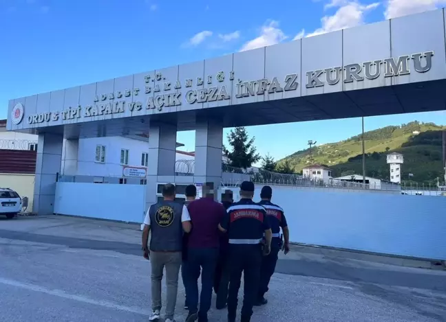 Ordu'da yasadışı kenevir ekimi yapan 2 kişi tutuklandı