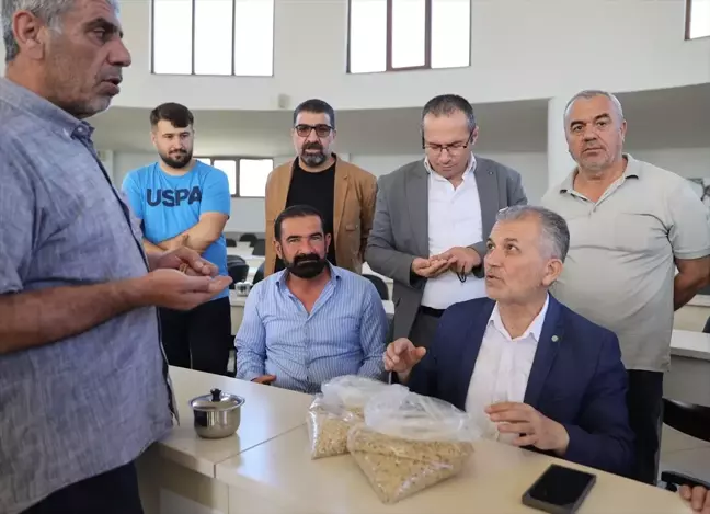 Mardin'de Arpa Hasadı Başladı