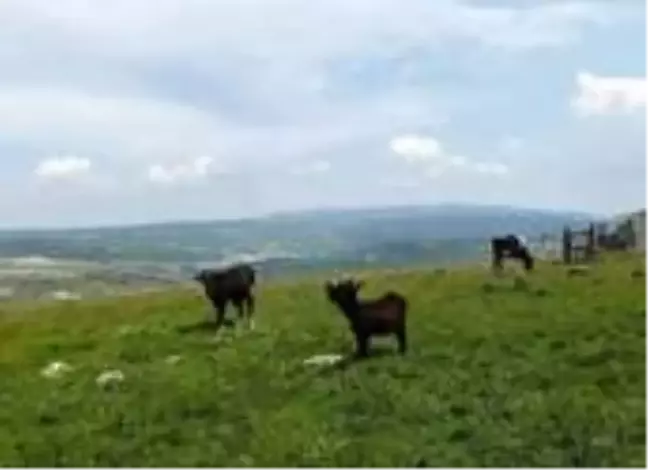 Başkan Gürel:
