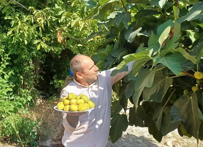 Hasankeyf'te Benati inciri hasadı başladı