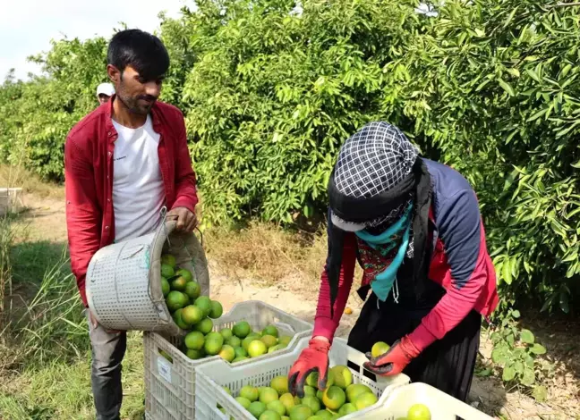 Suriyeli Tarım İşçilerinin Dönüşü, Adana'da Tarım Sektörünü Tehdit Ediyor