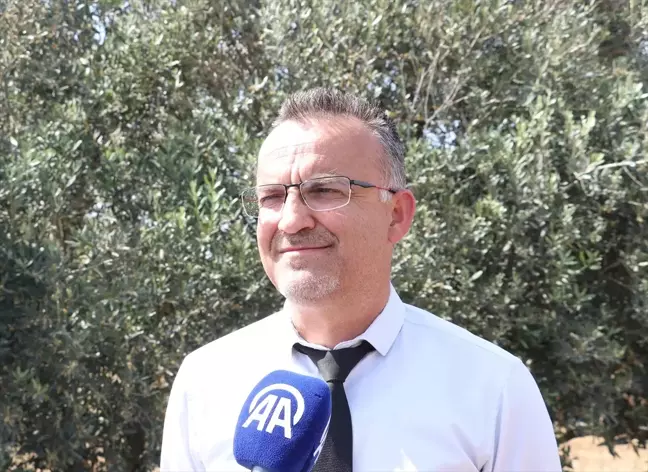 KKTC'de Ada Yerlisi Zeytin Türü Tescillendi