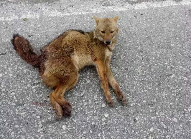 Adıyaman'da tilkiye otomobil çarptı