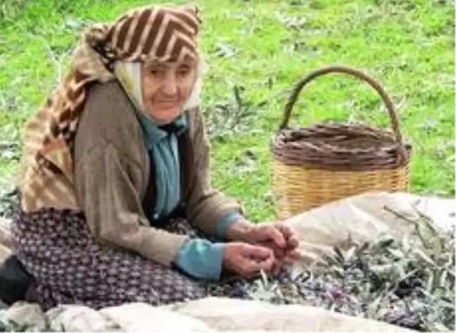 Zeytin ve zeytinyağı sektörü milli gelire sağladığı katkıyı arttırmaya devam ediyor