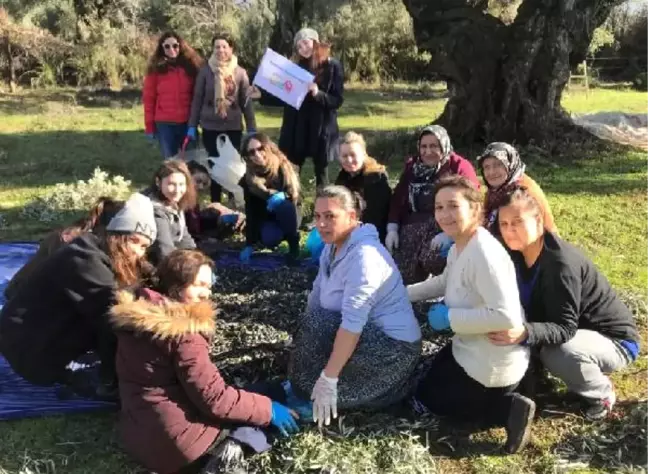 Lösemili Çocuklar İçin İmece Usulü ile Zeytin Hasadı Yaptılar