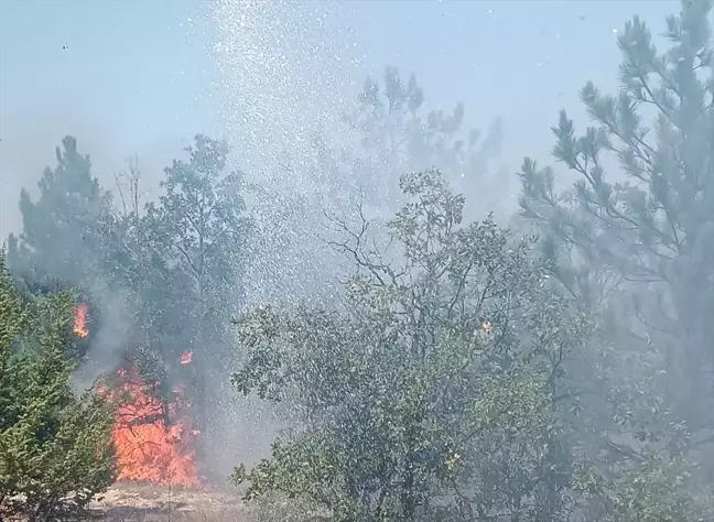 Yozgat'ın Çekerek ilçesinde ormanlık alanda yangın çıktı