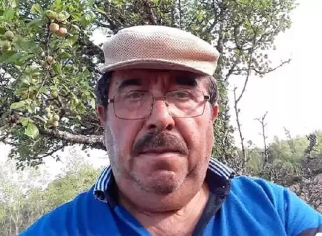 Ceviz Topladığı Ağaçtan Düşüp Öldü