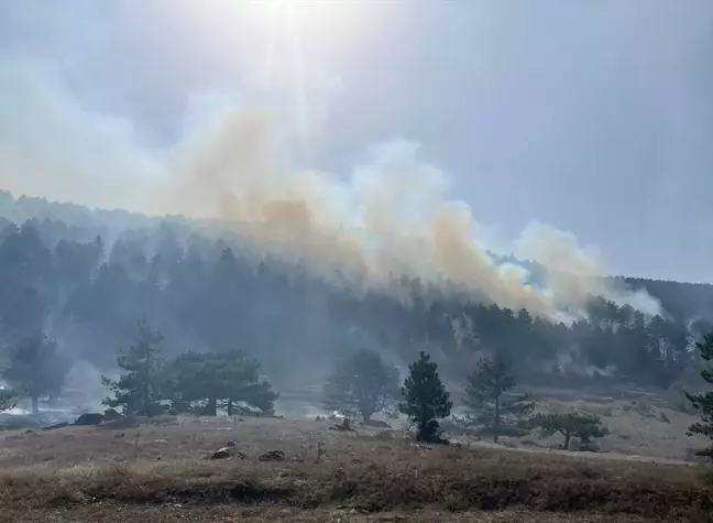 Balıkesir'de Orman Yangını Çıktı, Ekipler Müdahaleye Başladı