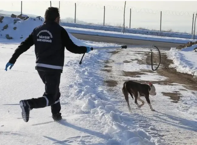 Ekiplerin pitbull ile imtihanı! Baktılar olmuyor, sakinleştirici iğne hemen devreye girdi