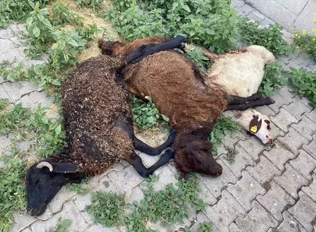 Bingöl'ün Karlıova ilçesinde sahipsiz köpeklerin saldırdığı 6 küçükbaş hayvan öldü