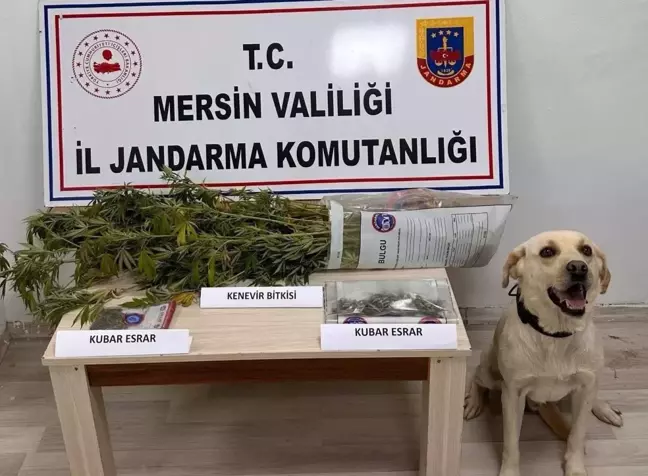 Mersin'de Uyuşturucu Operasyonu: 7 Şüpheli Yakalandı