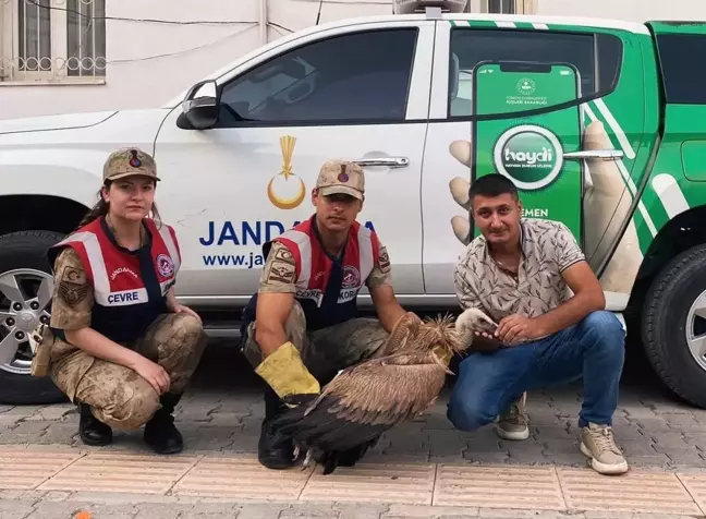 Hakkari'de Yaralı Akbaba Kuşu Kurtarıldı