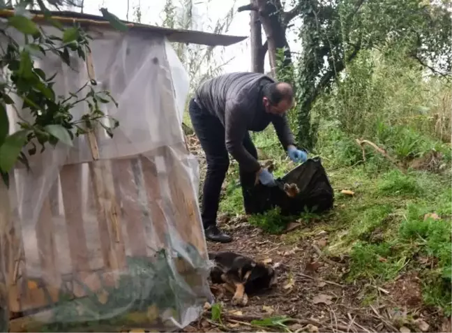 Hayvanseverlerin beslediği 12 yavru köpekten 2'si zehirlendi, 4'ü kayıp