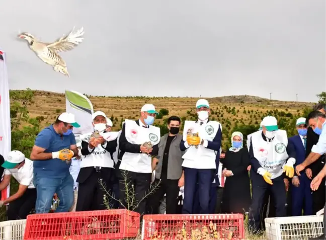 Doğaya 30.000 Adet Keklik Salındı